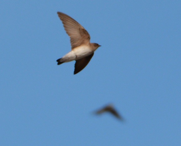 Northern Rough-winged Swallow - ML29121491