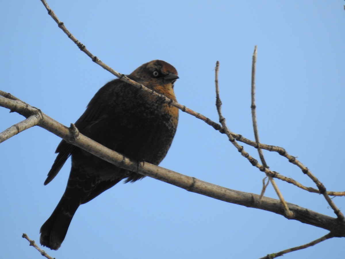 Rusty Blackbird - Alan Sizer