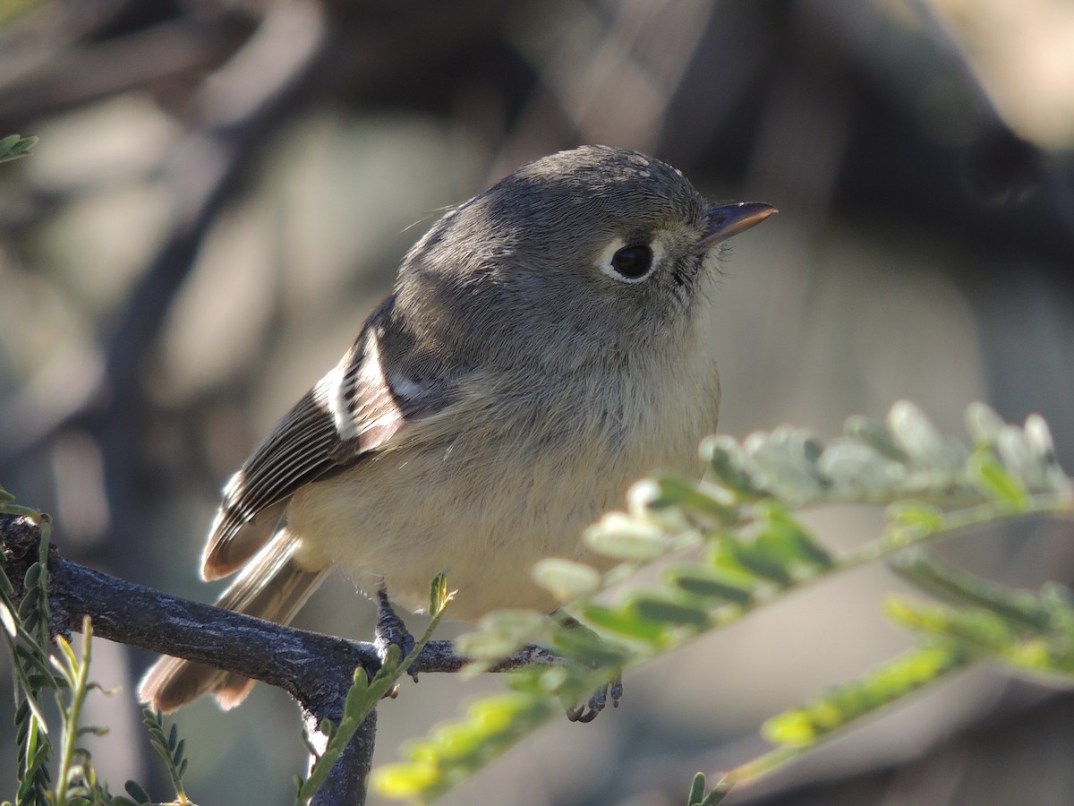 Viréo de Hutton - ML291218381