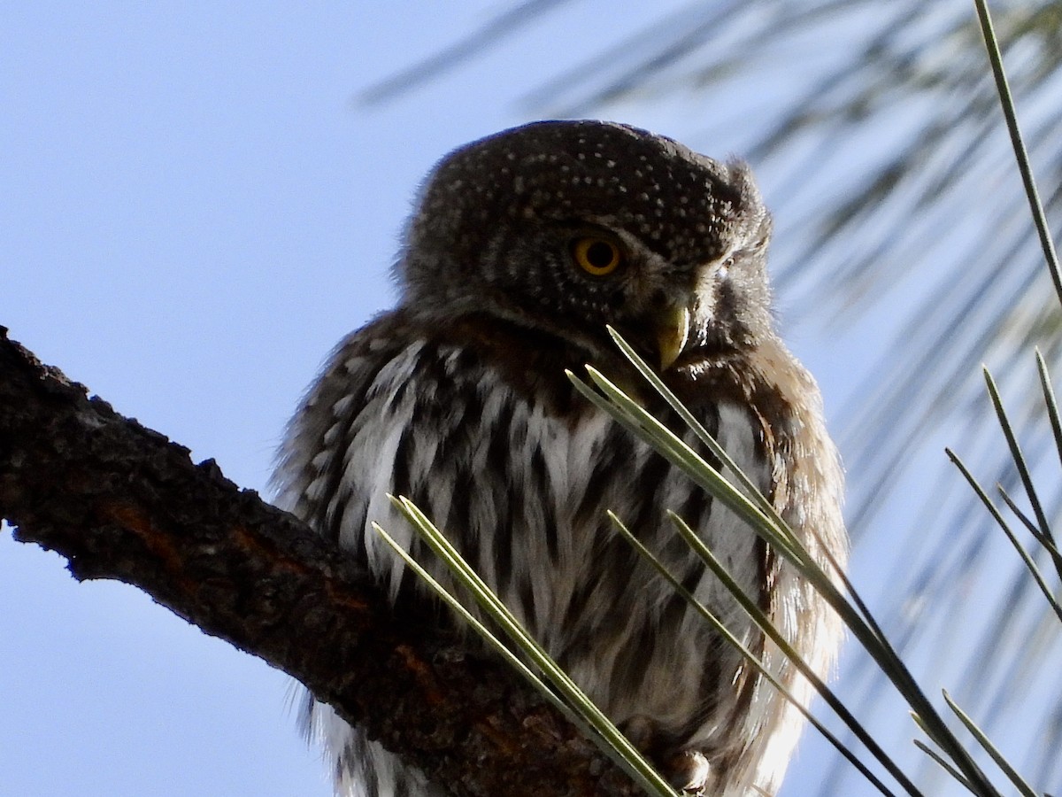 Northern Pygmy-Owl - Kathy Burba