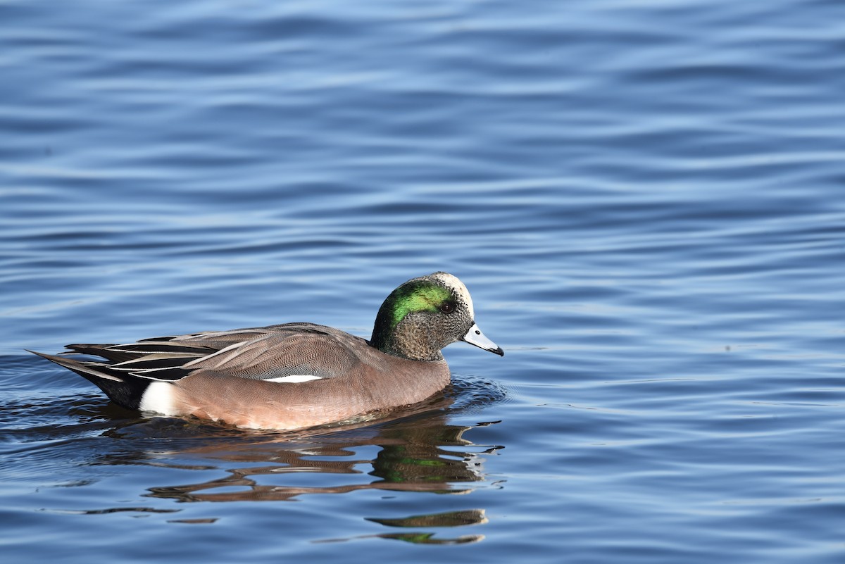 American Wigeon - ML291220931