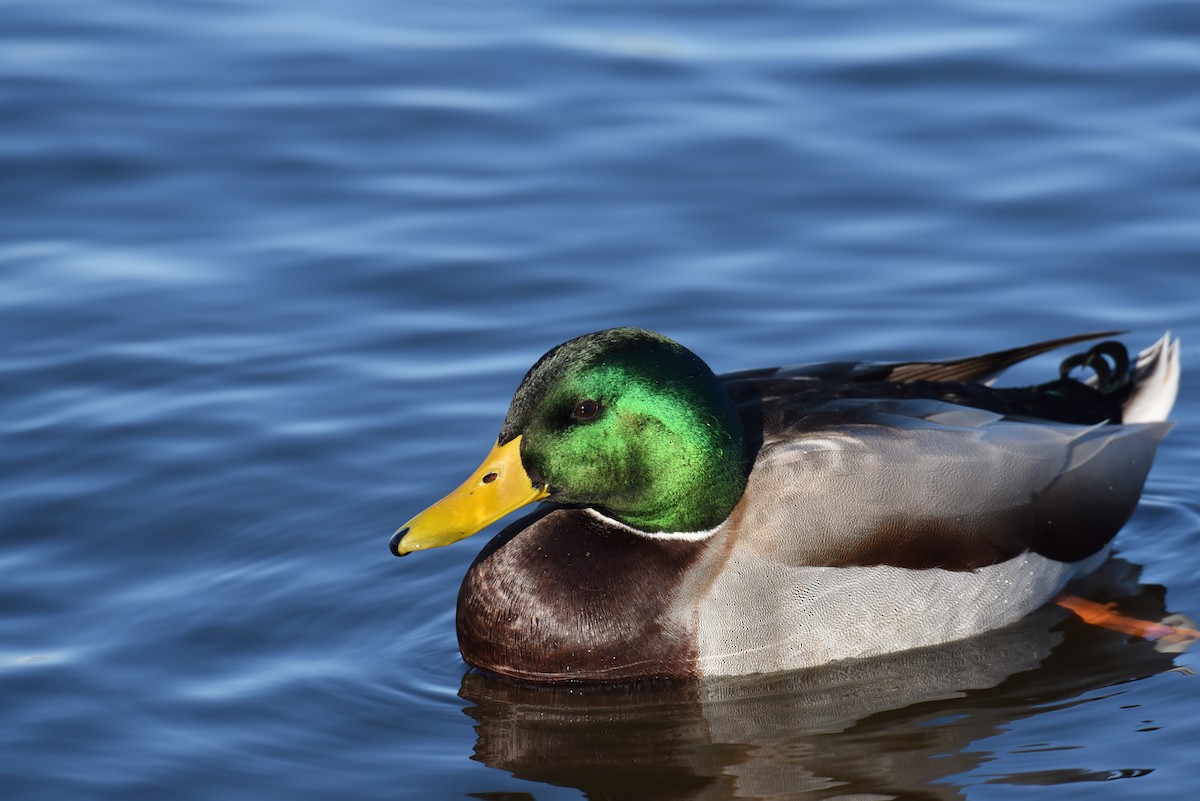 Mallard - ML291220941