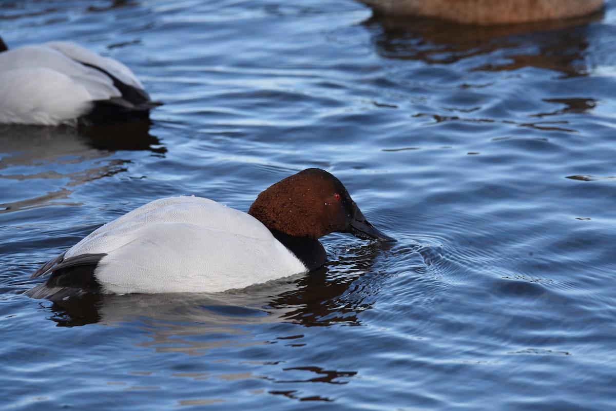 Canvasback - ML291221021