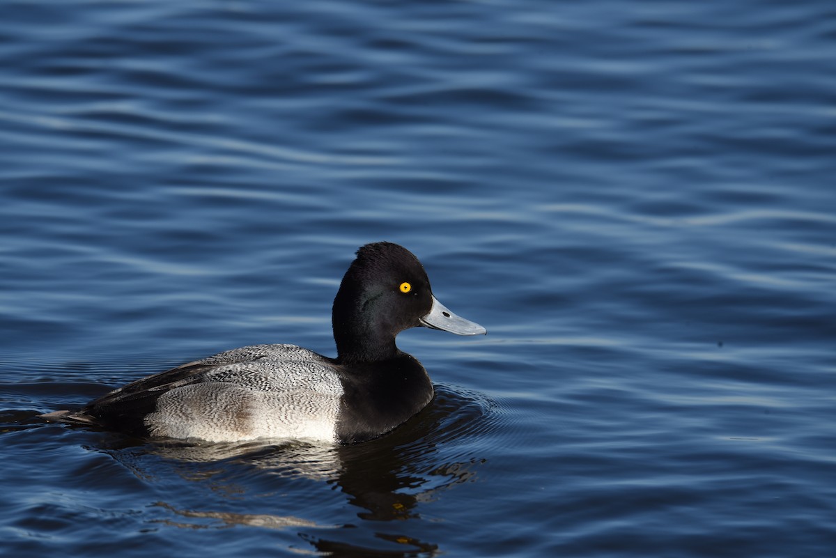 Lesser Scaup - ML291221271