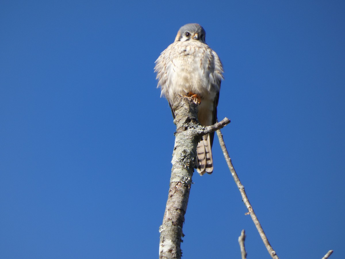 American Kestrel - ML291221411