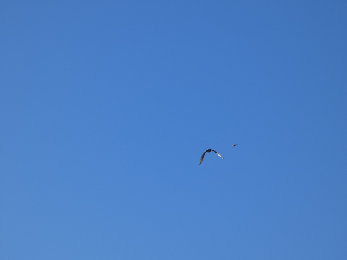 American Kestrel - ML291221461