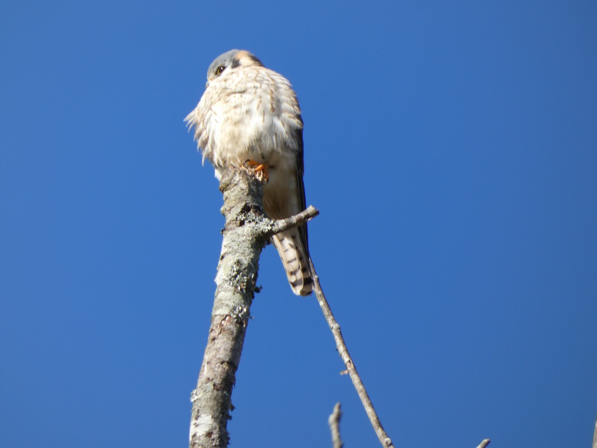 American Kestrel - ML291221551