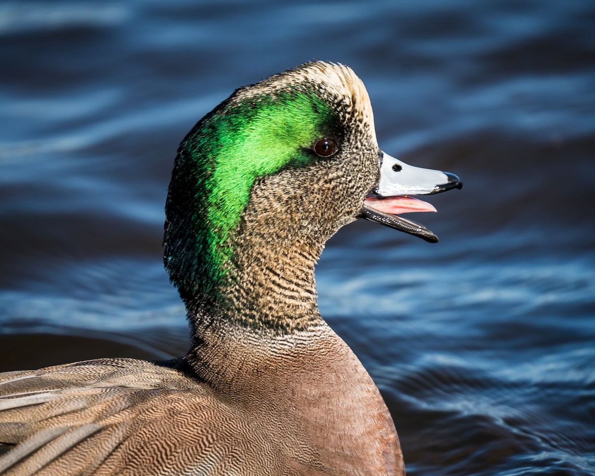 American Wigeon - ML291221741