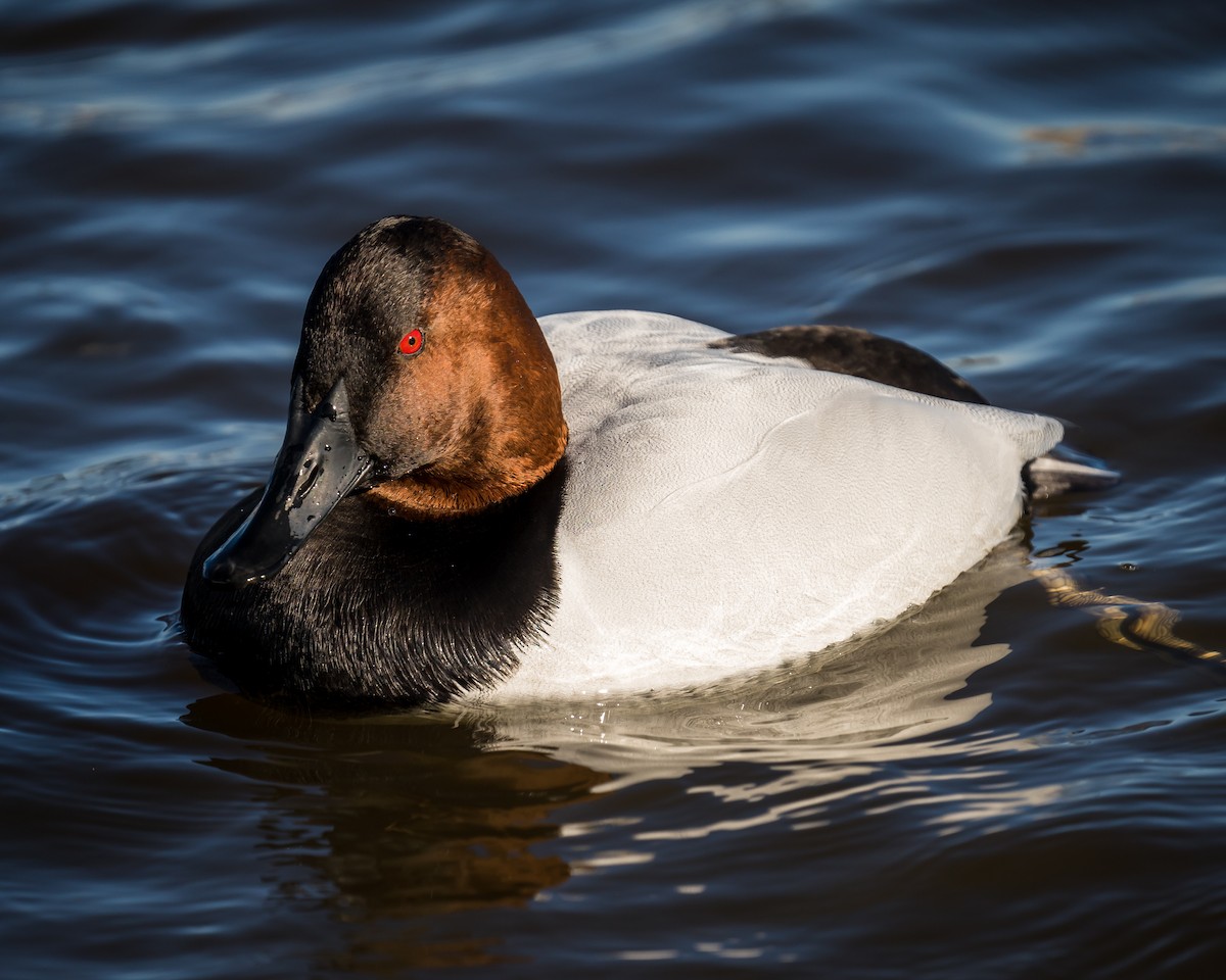 Canvasback - ML291221781