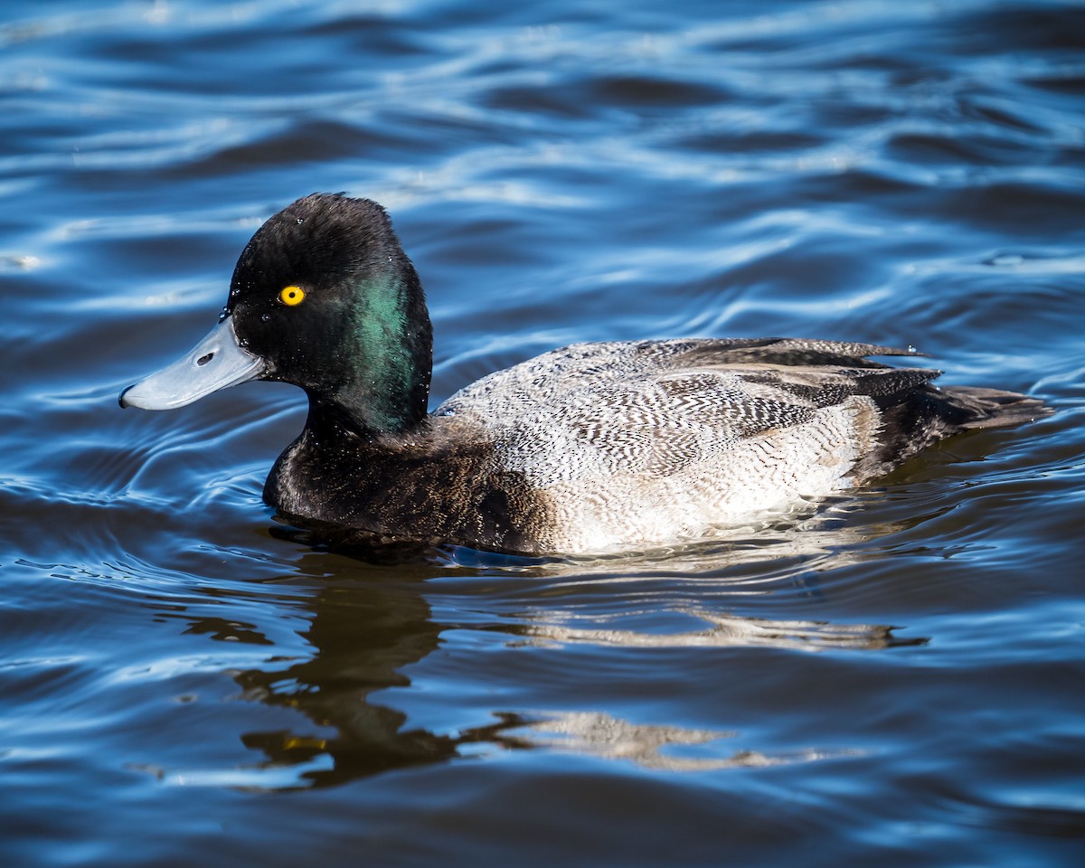 Lesser Scaup - ML291221901