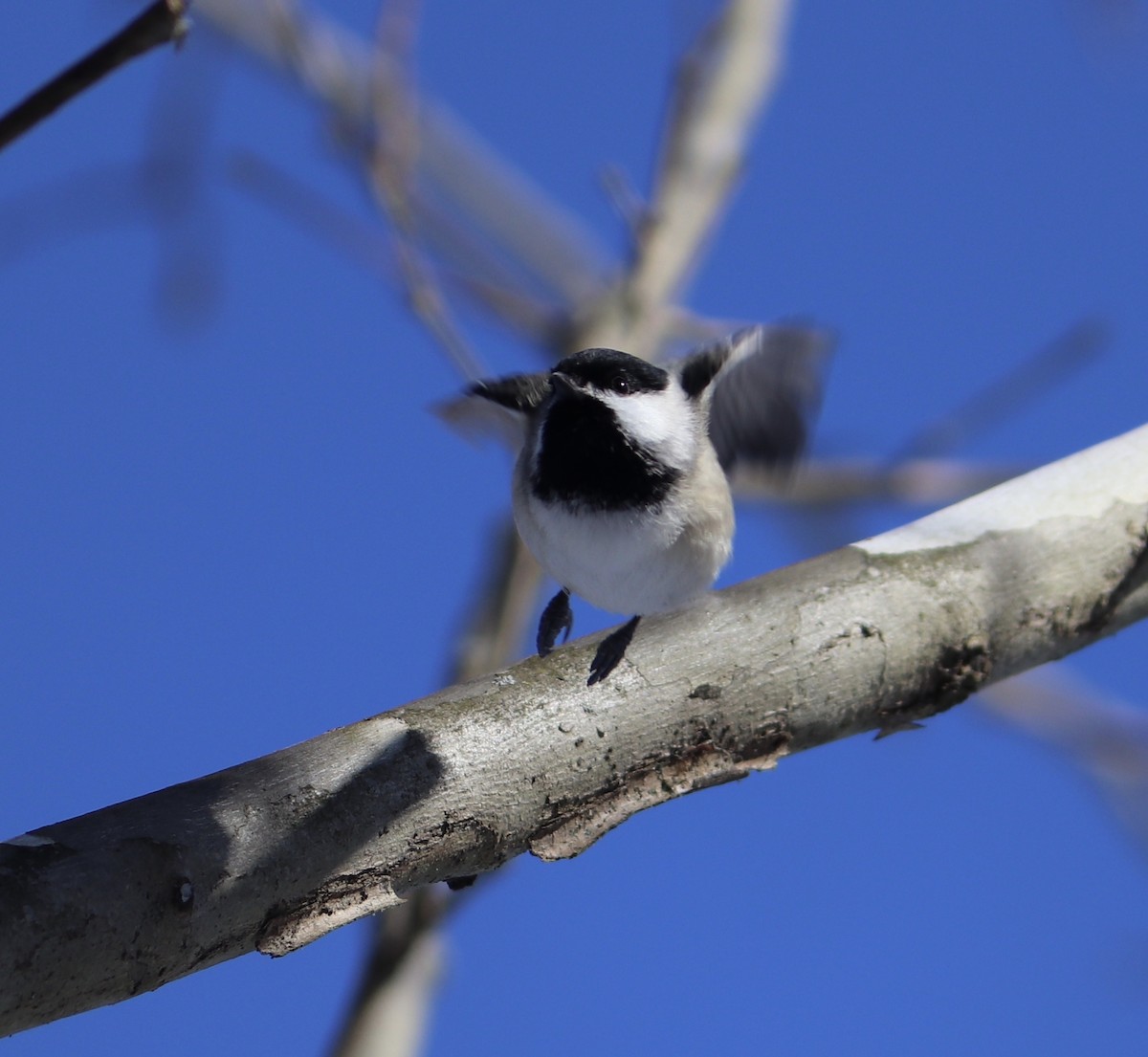 Carolina Chickadee - ML291222791