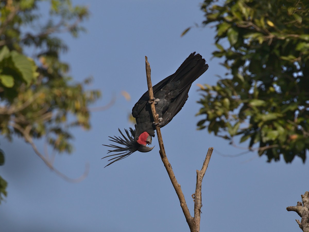 Palm Cockatoo - ML291223411