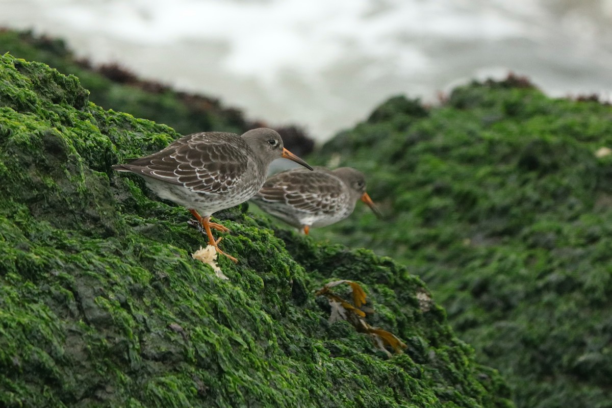 Purple Sandpiper - Letty Roedolf Groenenboom