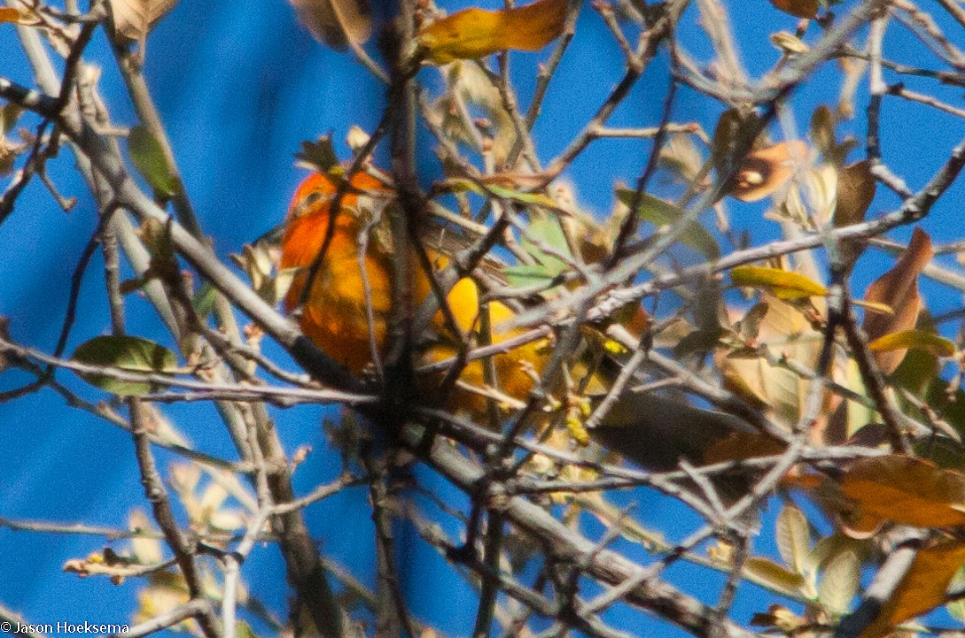 Flame-colored Tanager - ML29122371