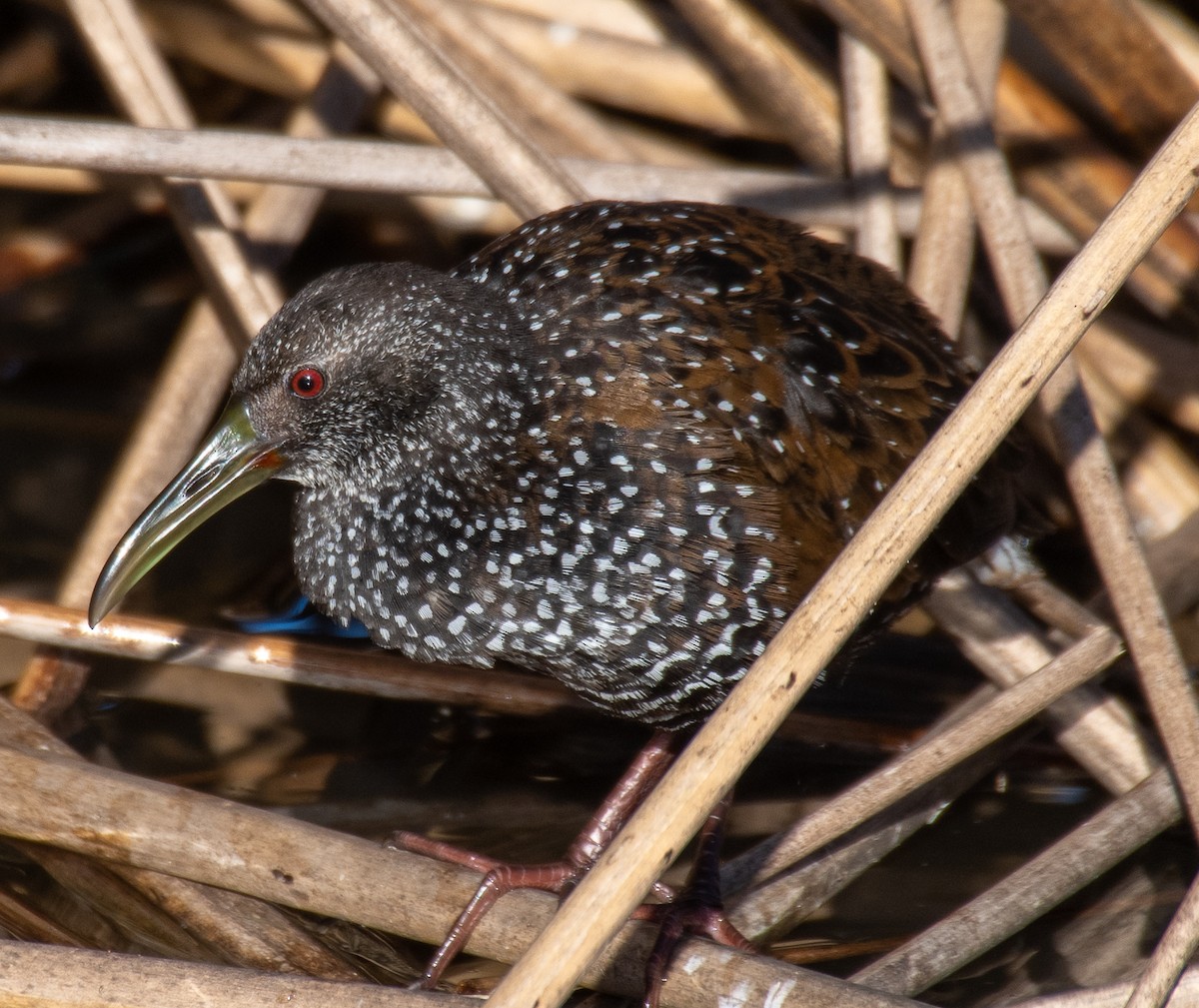 Spotted Rail - Mark Locke