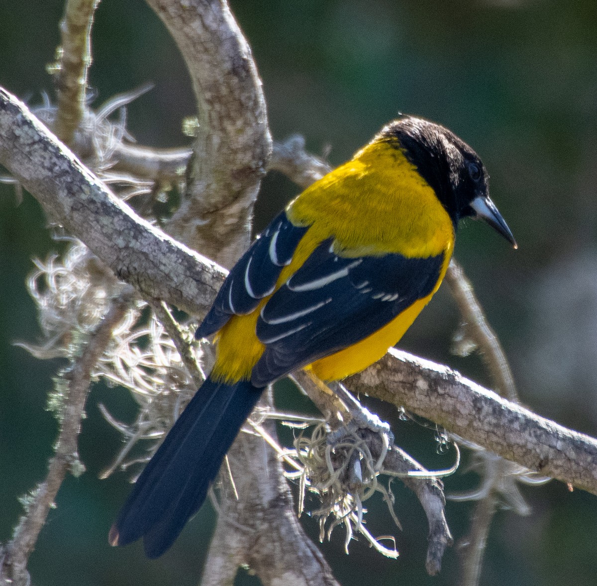 Audubon's Oriole - ML291224291