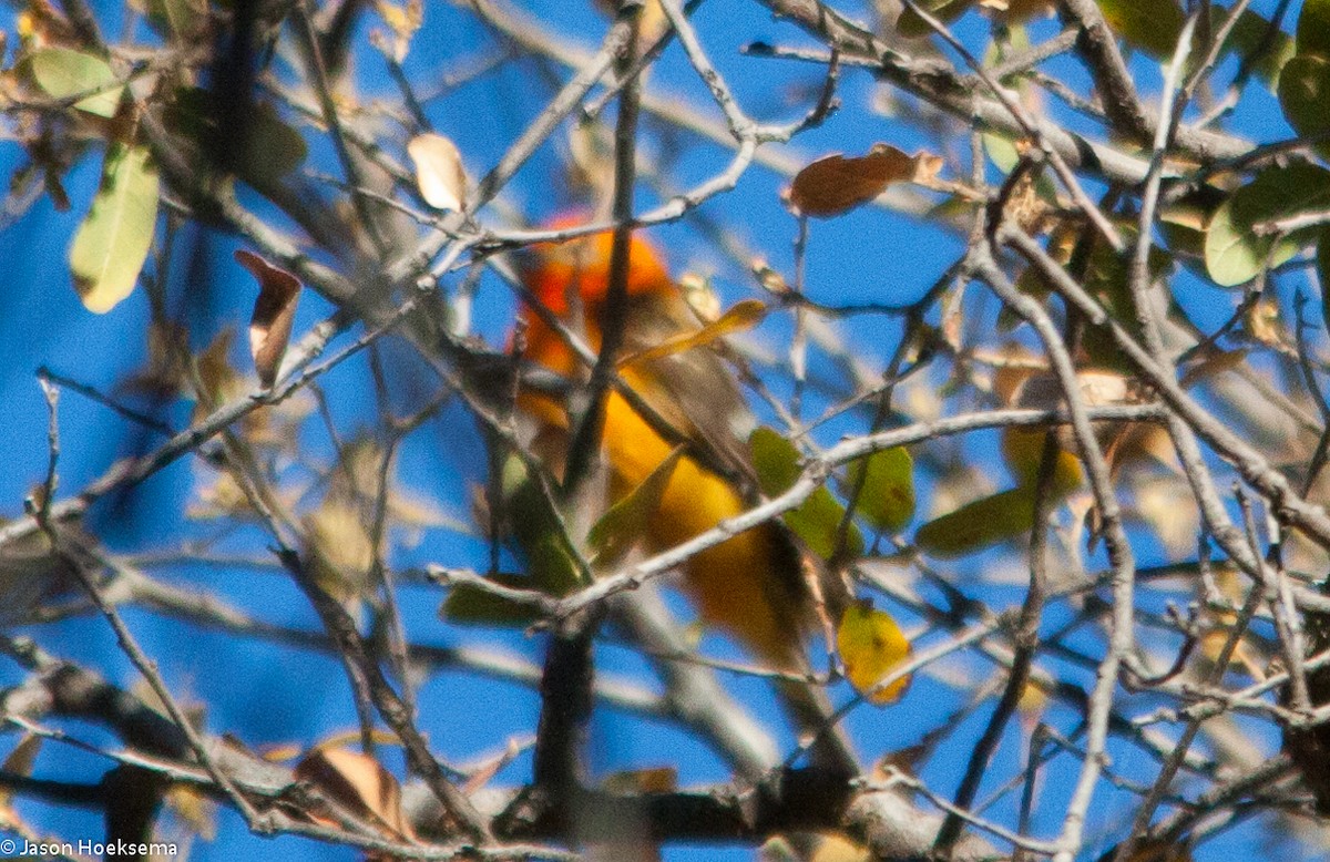 Flame-colored Tanager - ML29122431