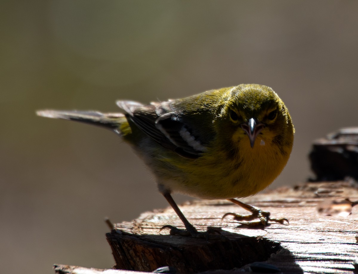Pine Warbler - ML291224381