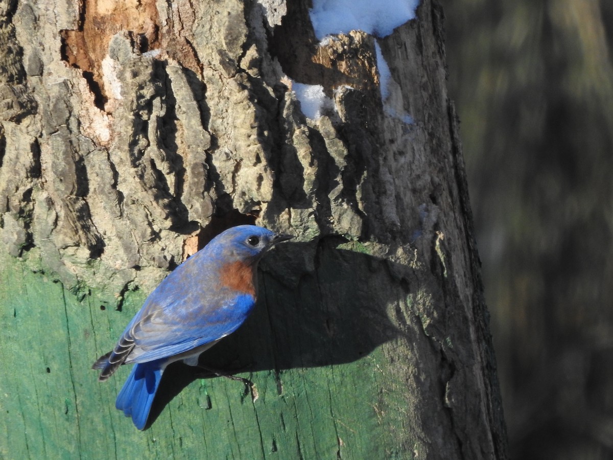 Eastern Bluebird (Eastern) - ML291224401