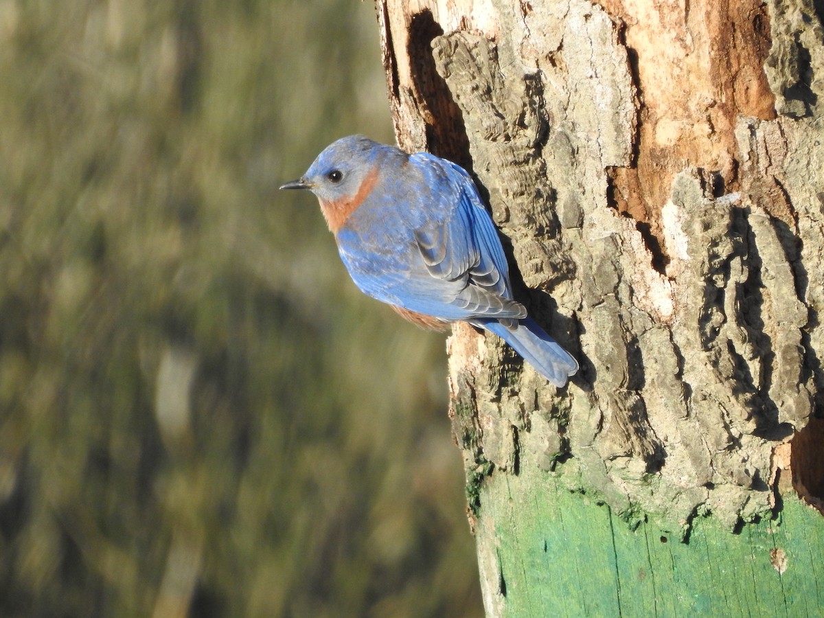 Eastern Bluebird (Eastern) - ML291224441