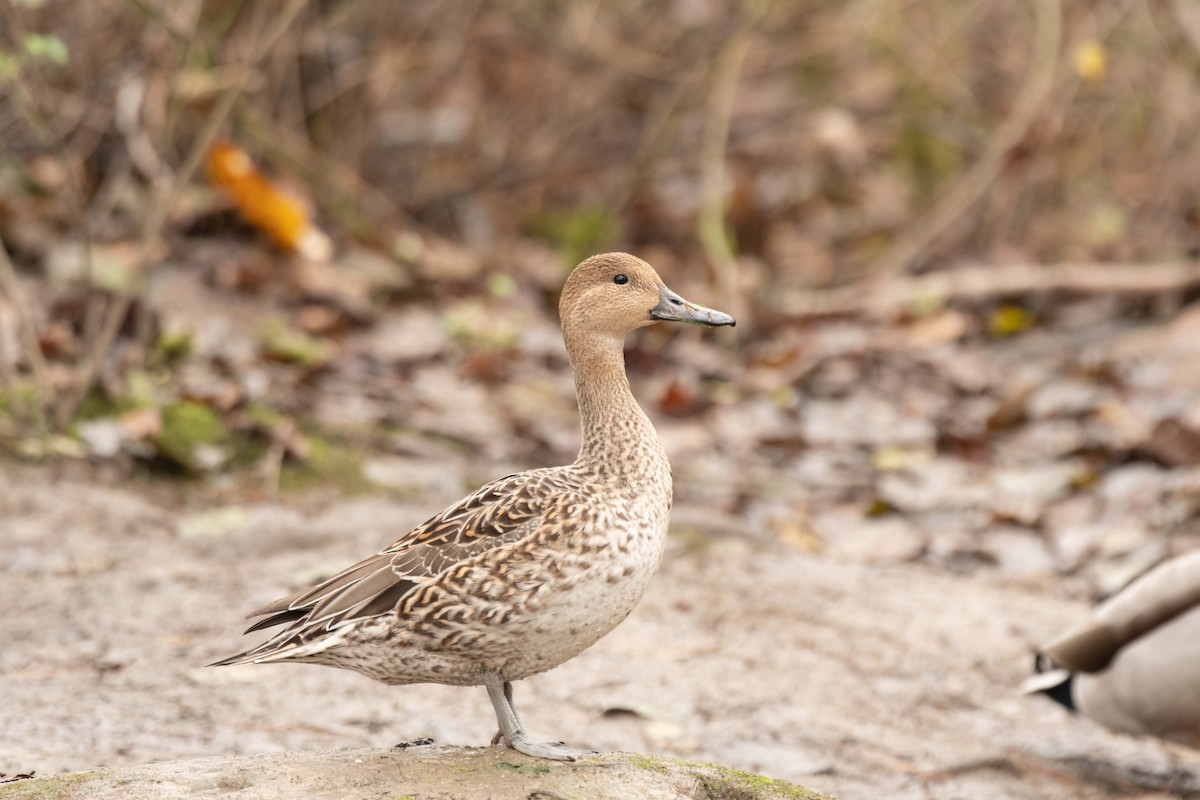 Northern Pintail - ML291225761