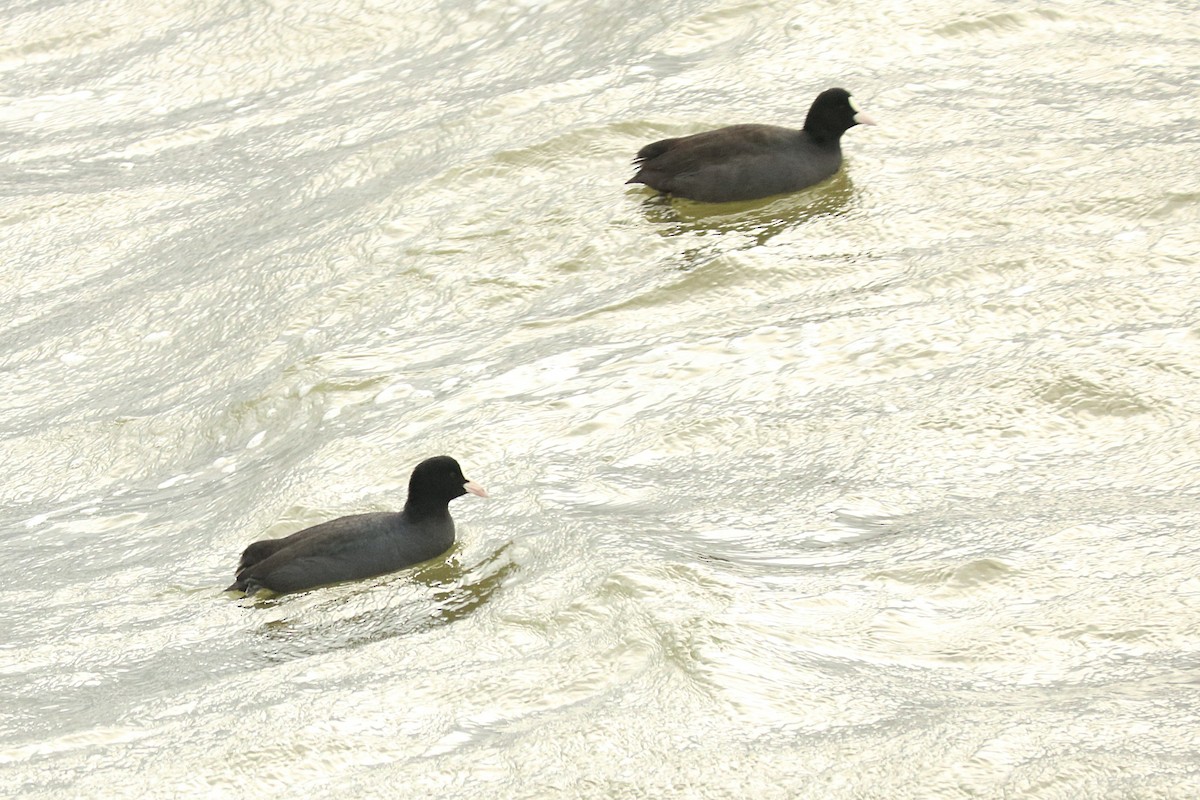 Eurasian Coot - ML291229051