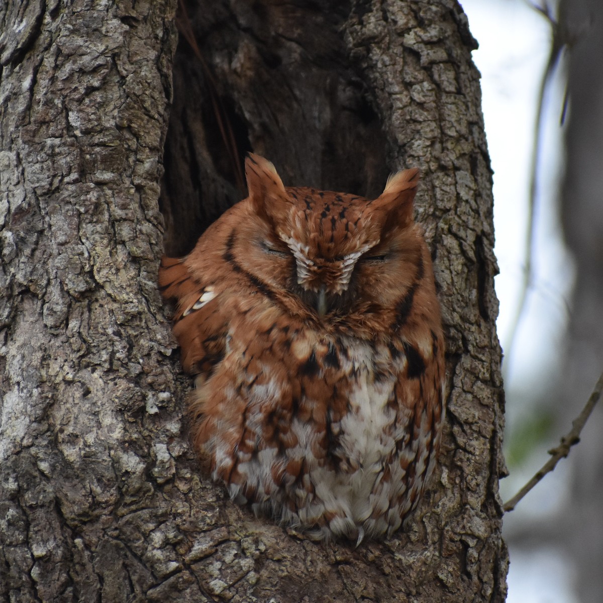 Eastern Screech-Owl - ML291229121