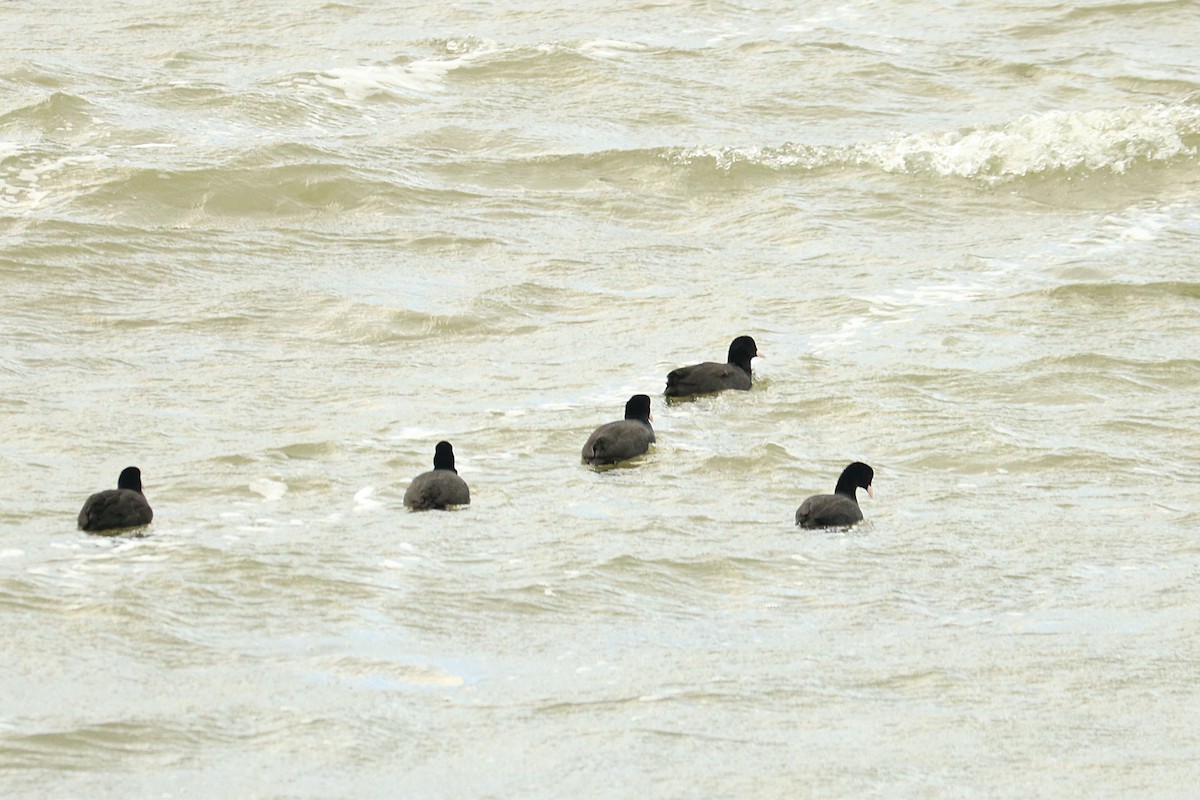 Eurasian Coot - ML291229131