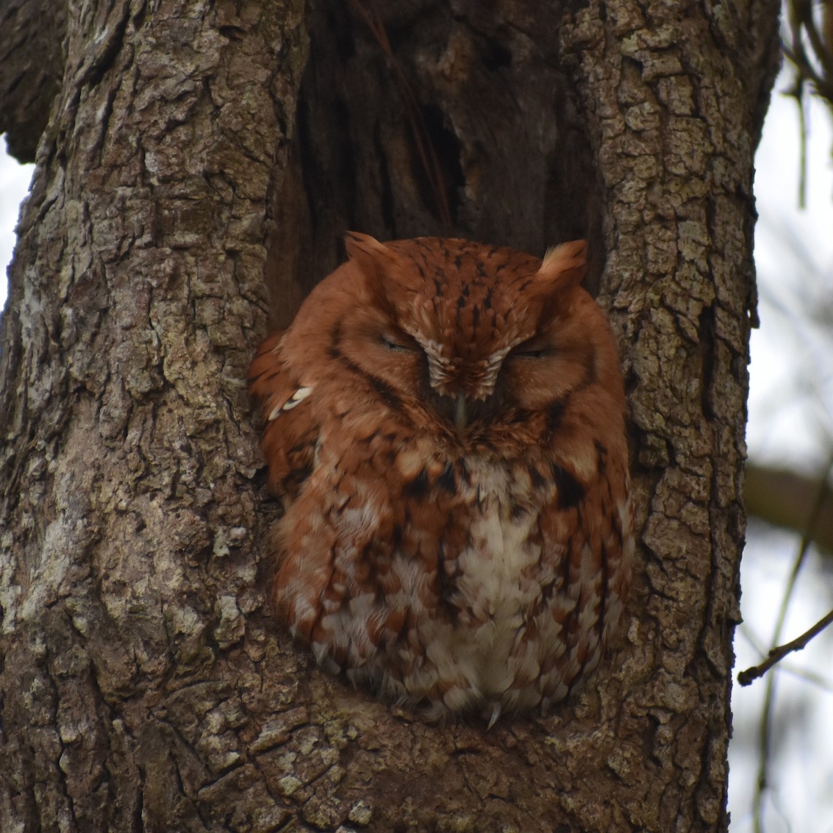 Eastern Screech-Owl - ML291229141