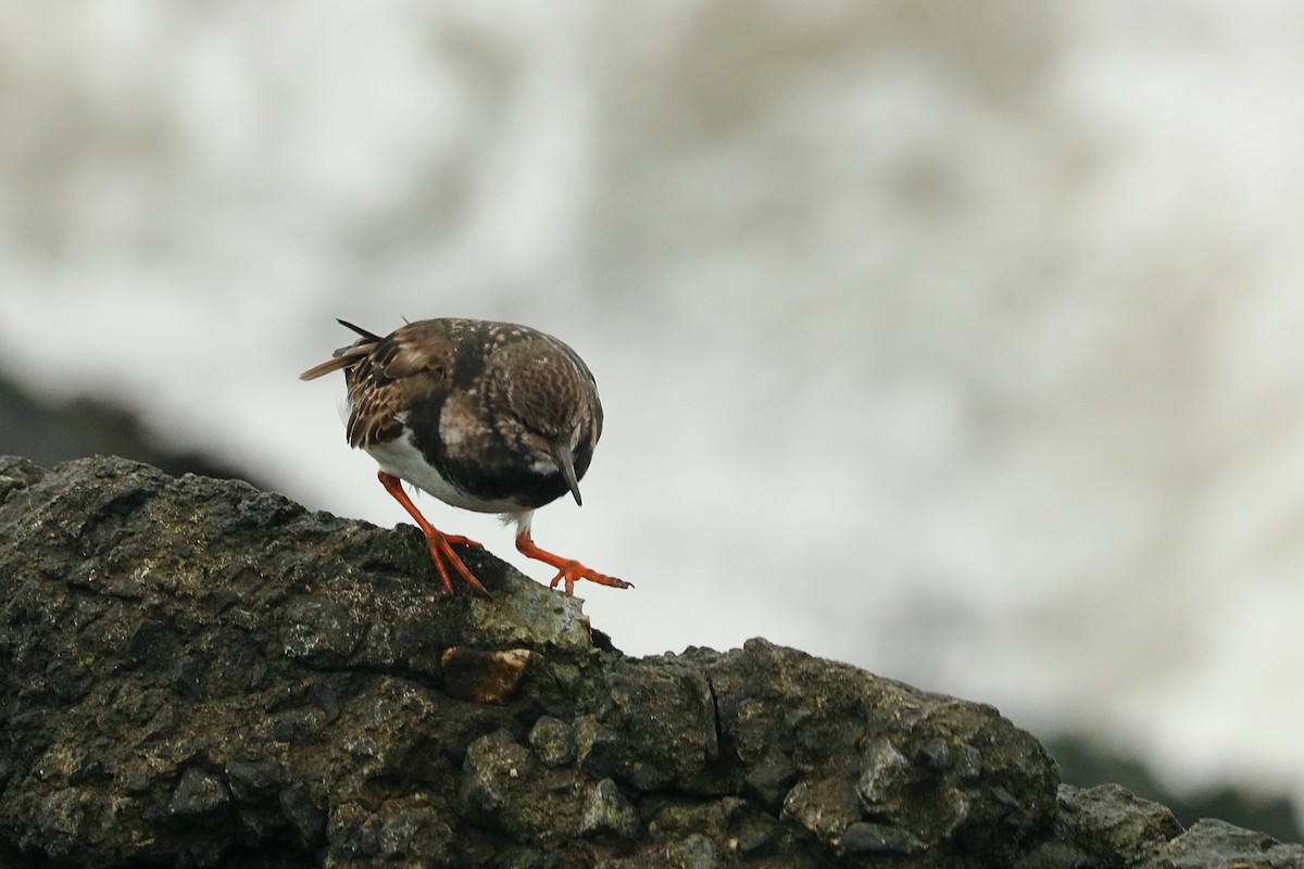 Ruddy Turnstone - ML291229531