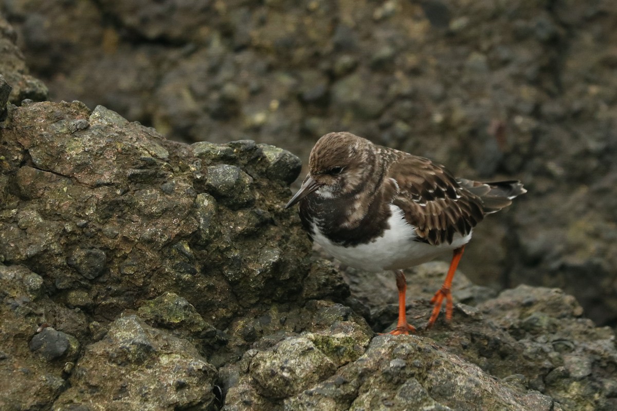 Ruddy Turnstone - ML291229601