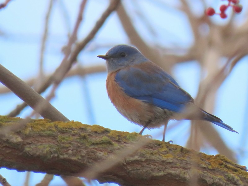 Western Bluebird - ML291229871