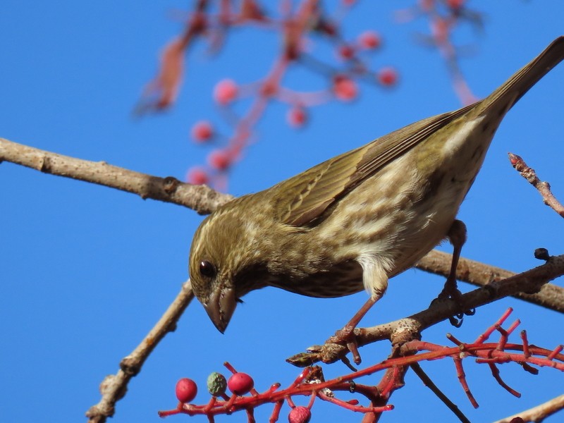 Purple Finch - ML291230121
