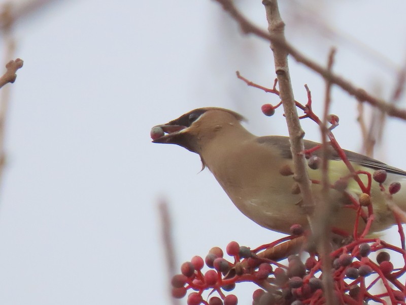 Cedar Waxwing - ML291230191