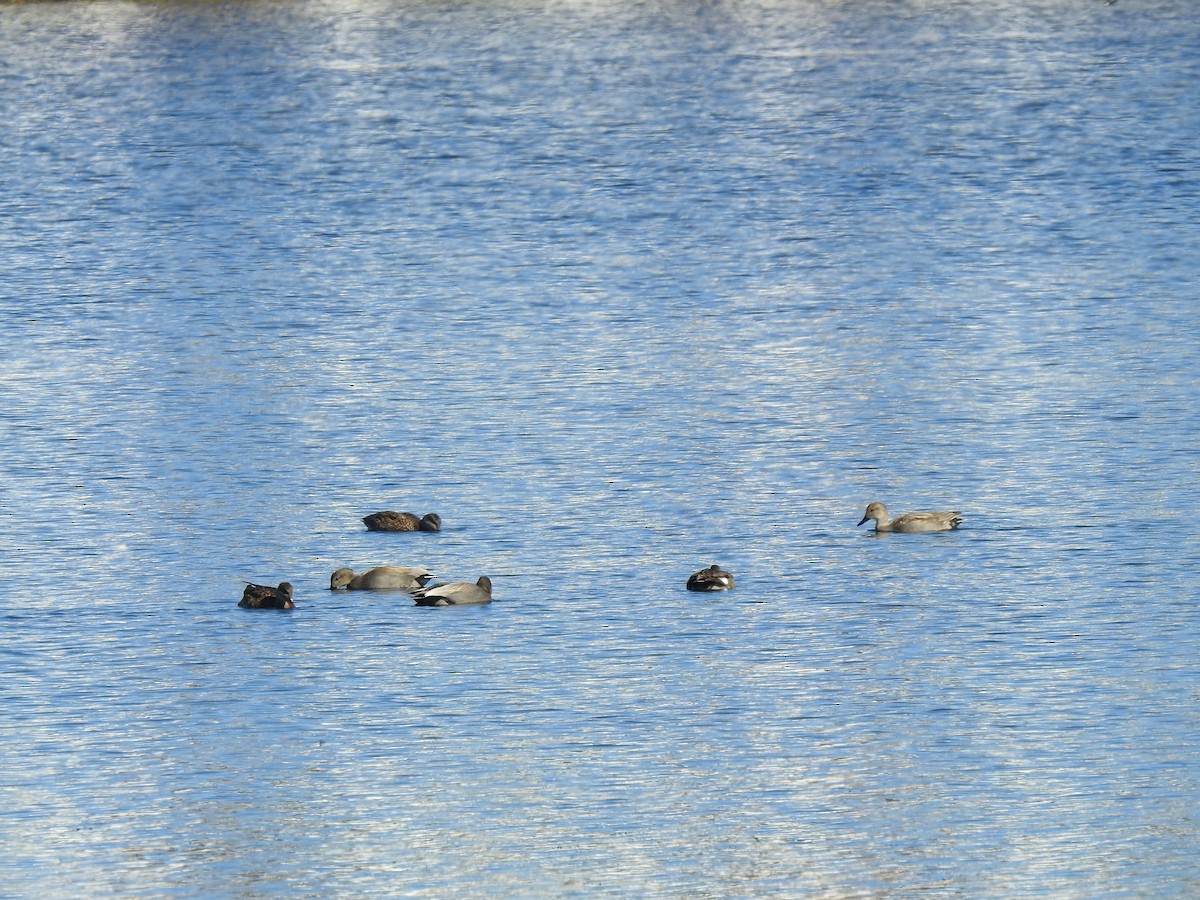 Gadwall - ML291230401