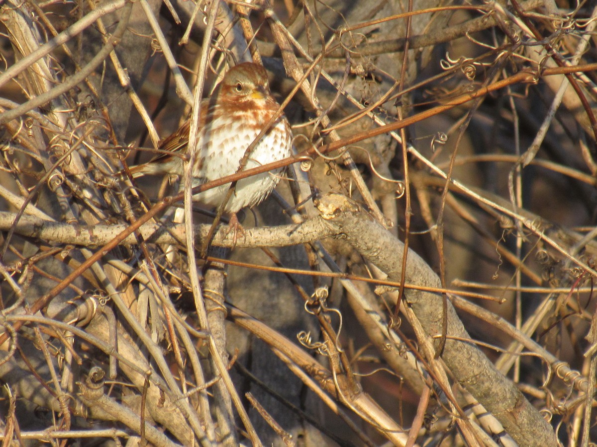 Fox Sparrow - ML291231951