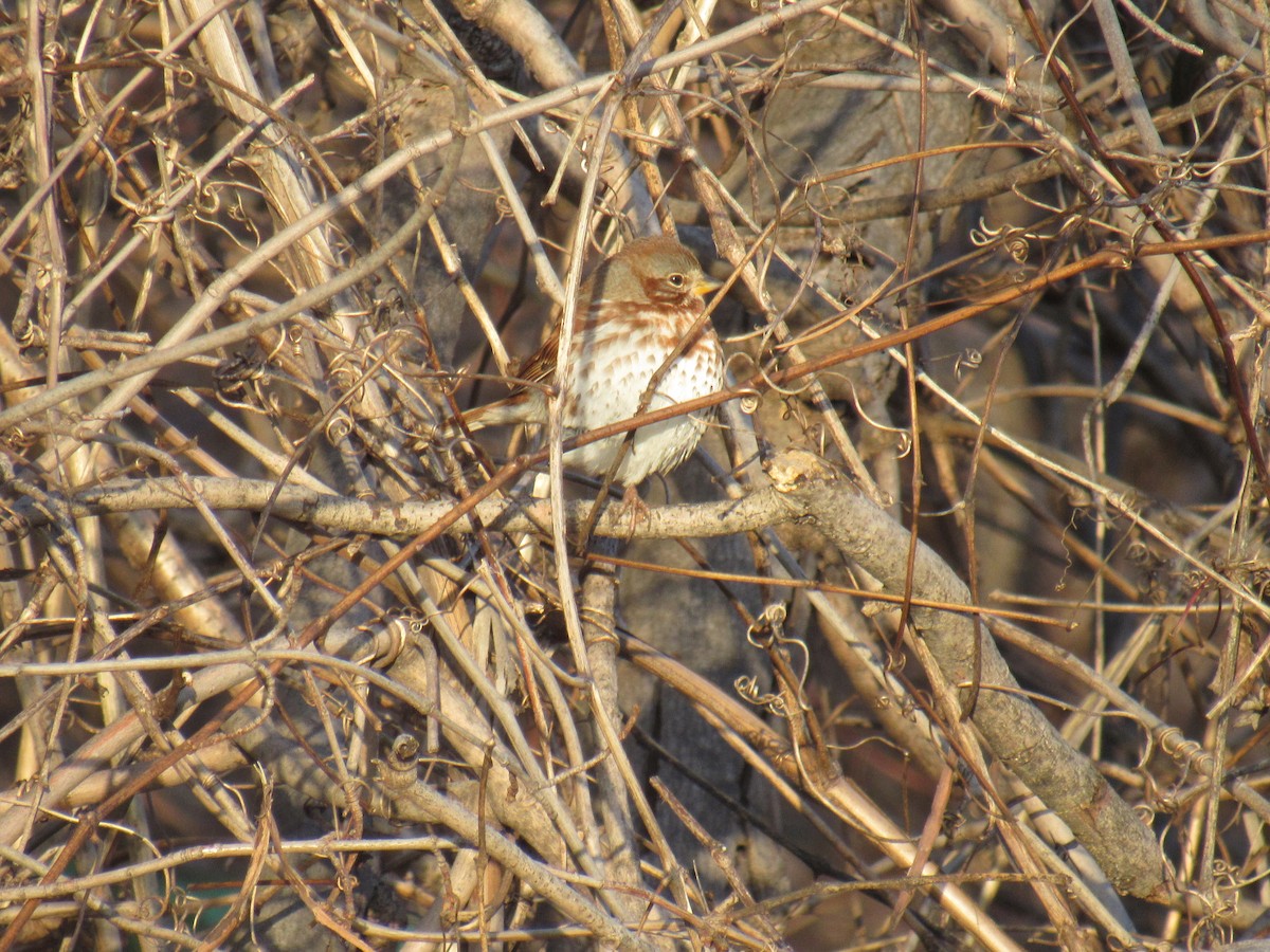 Fox Sparrow - ML291231961