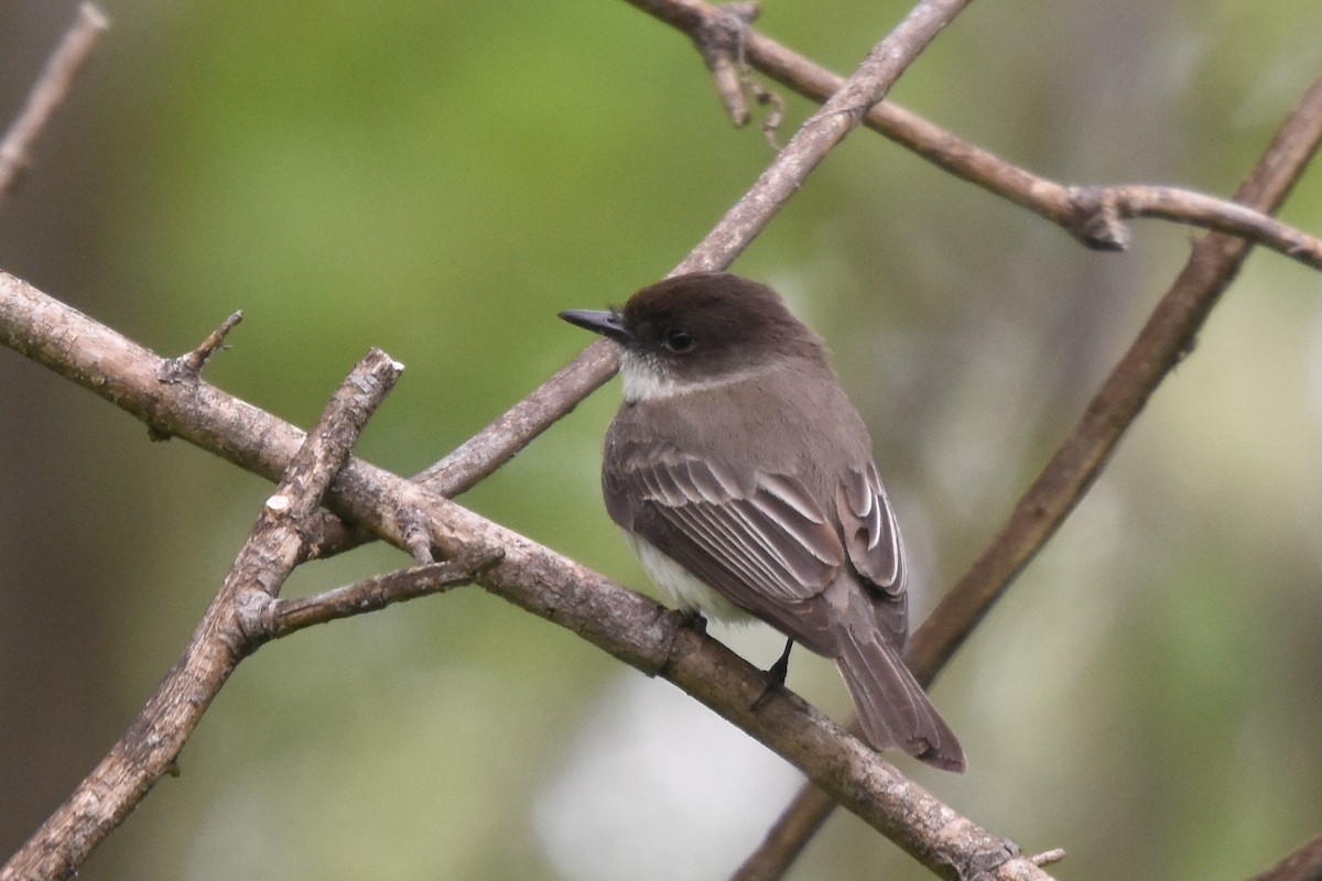 Eastern Phoebe - ML29123221