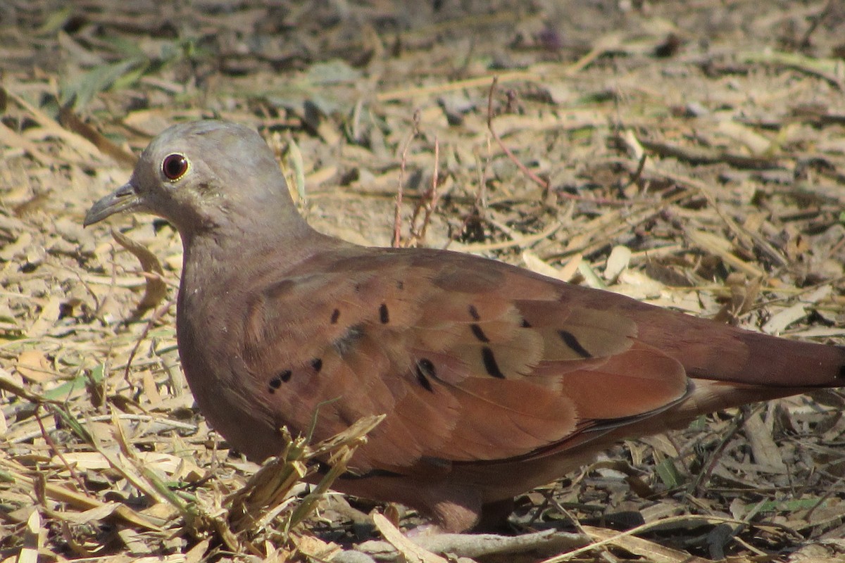 Ruddy Ground Dove - anne mayville