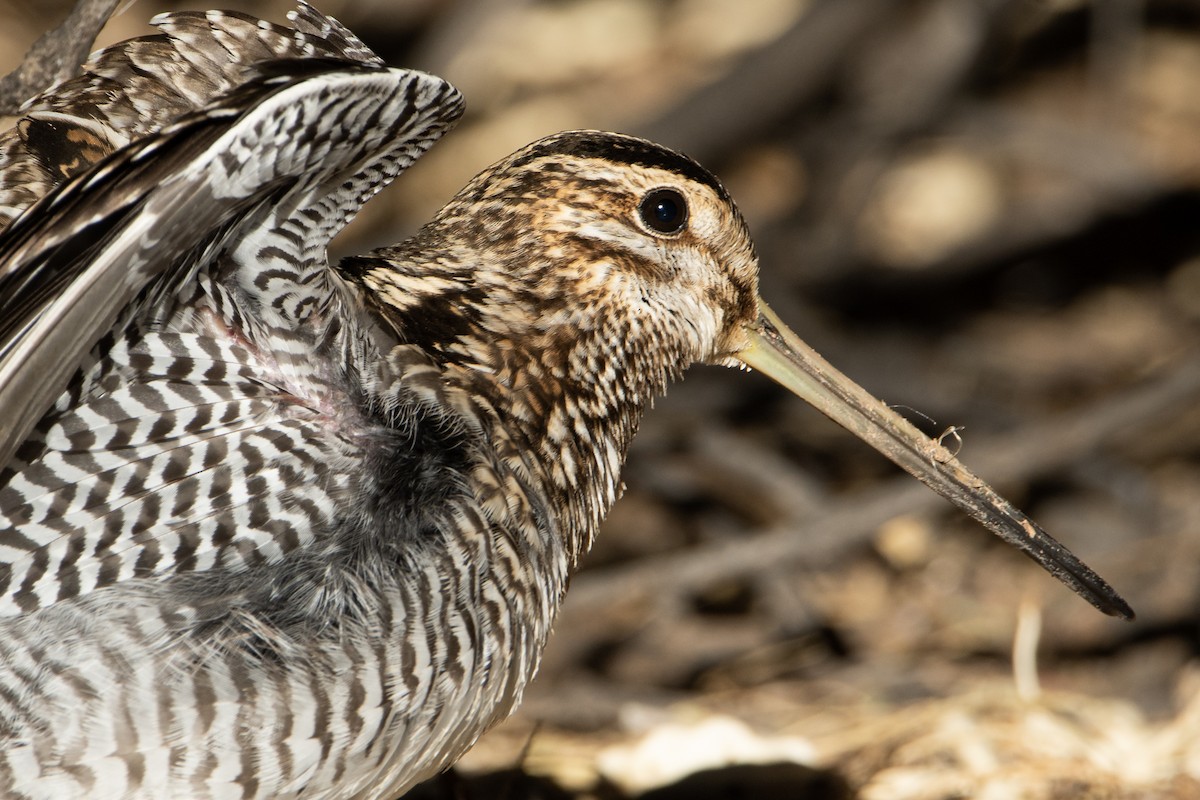 Wilson's Snipe - Neil Rucker