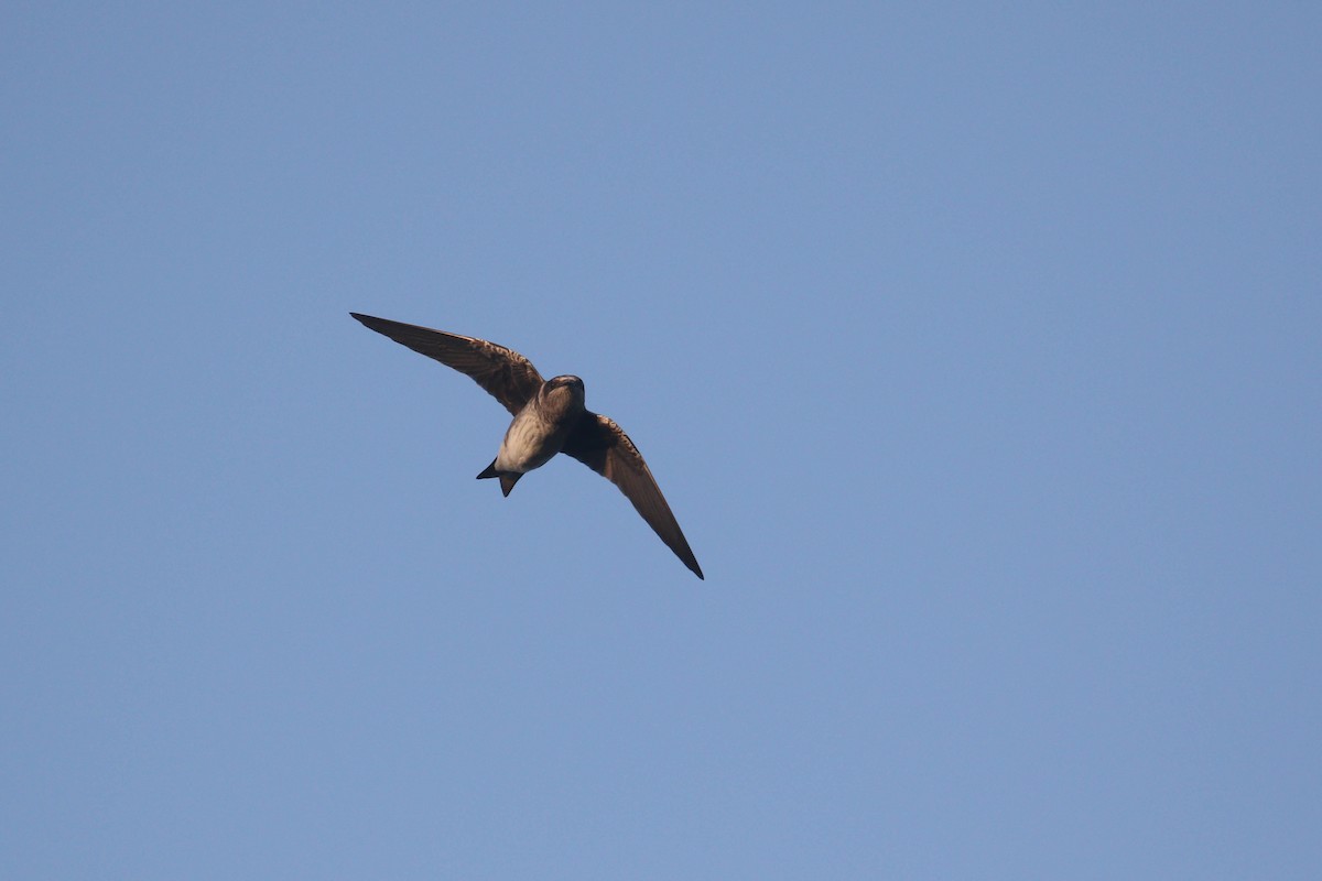 Golondrina Purpúrea - ML291234421