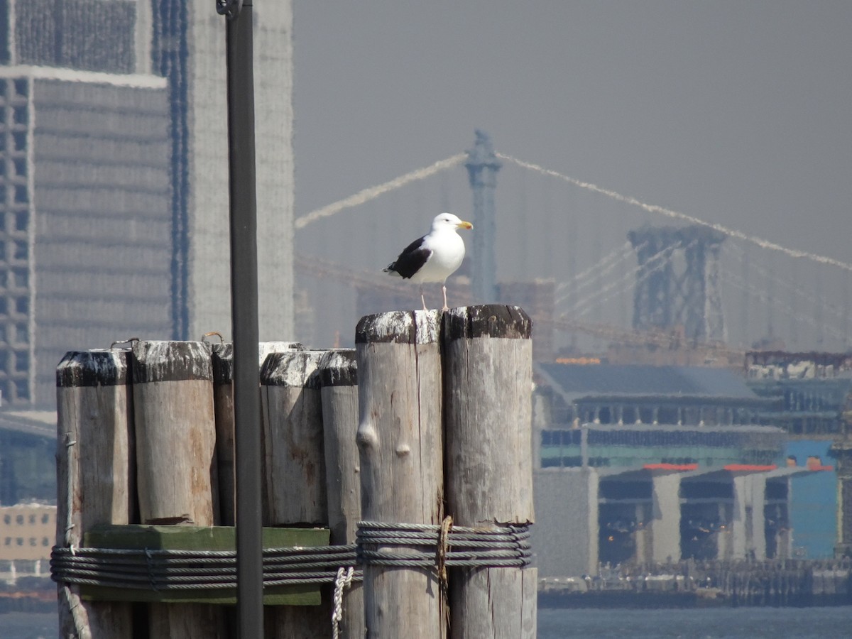 Great Black-backed Gull - Thomas Koffel