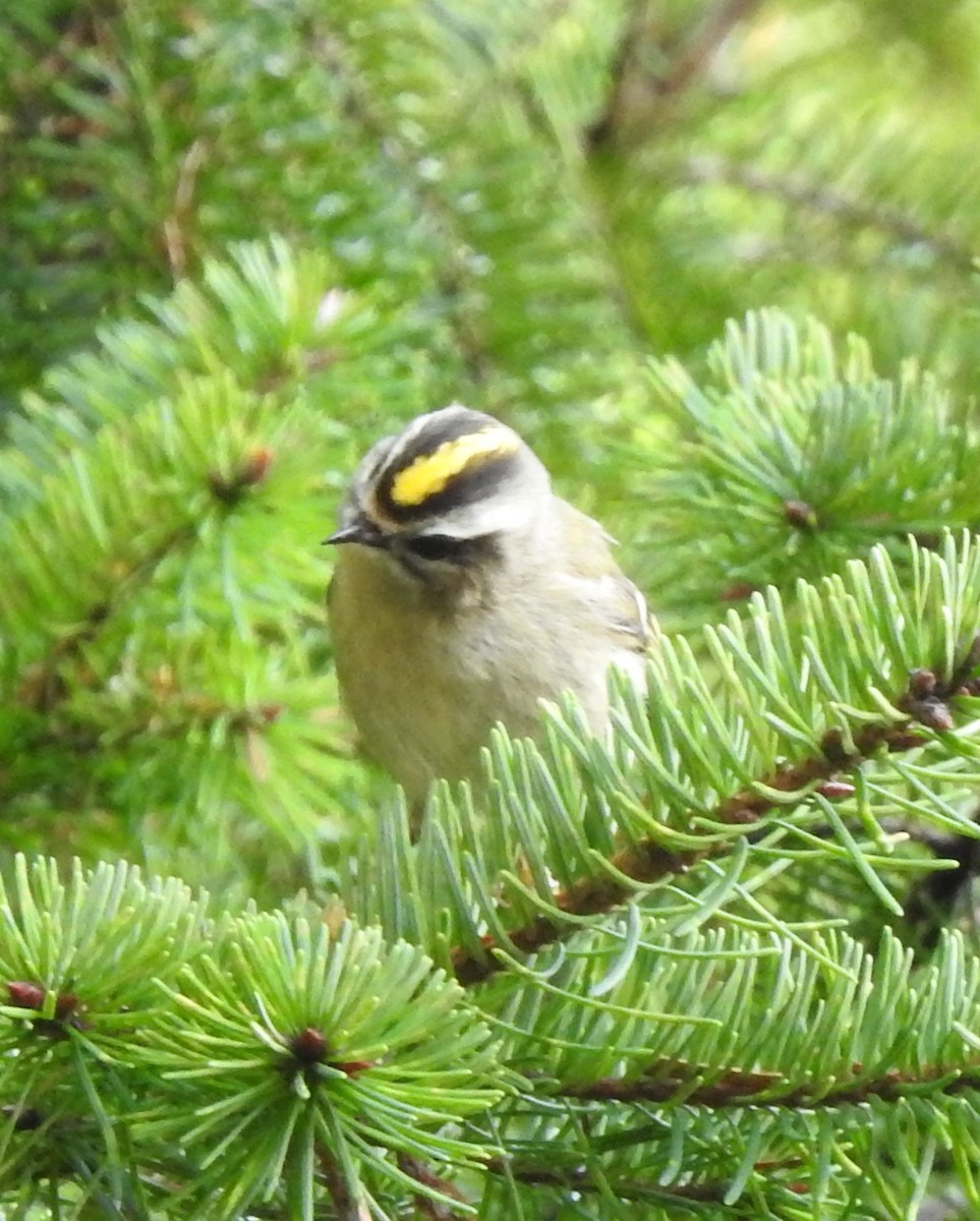 Golden-crowned Kinglet - ML291235151