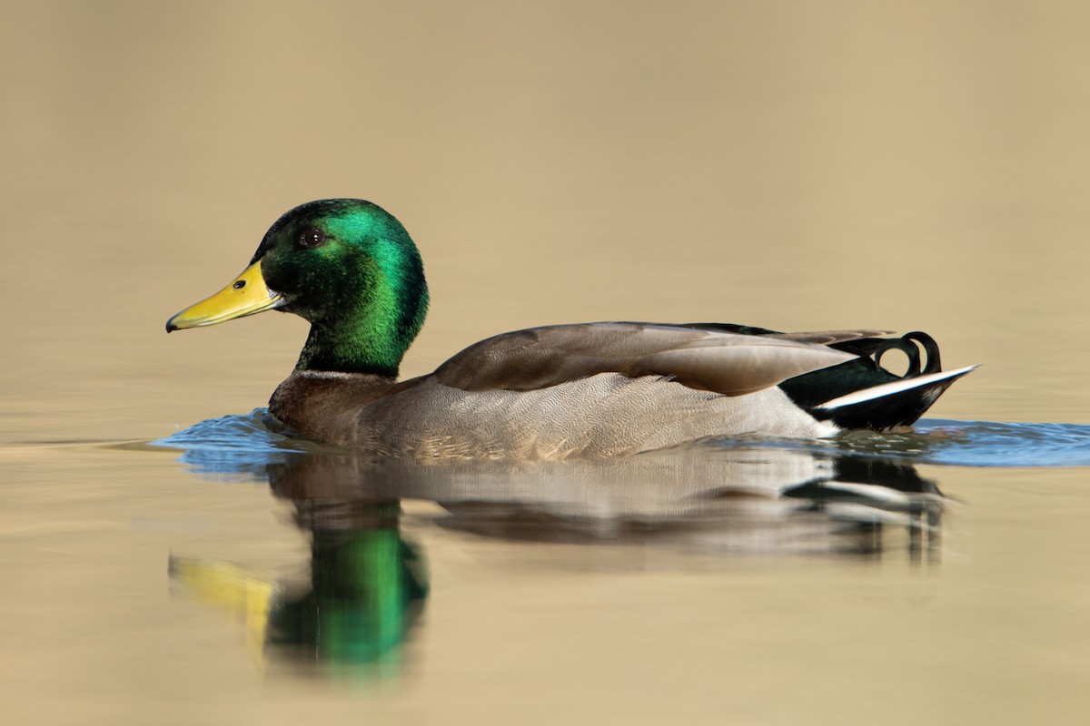 Mallard - Neil Rucker