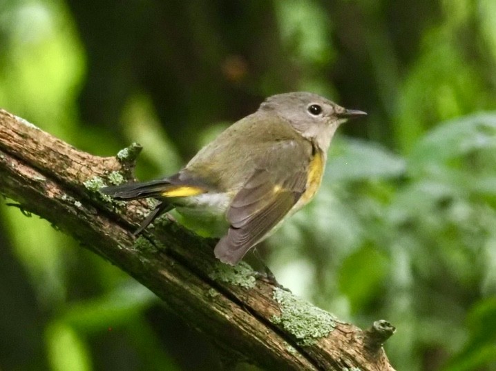 American Redstart - ML291236711