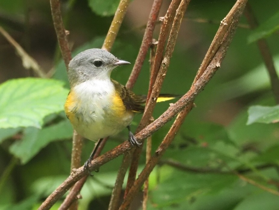 American Redstart - ML291236721