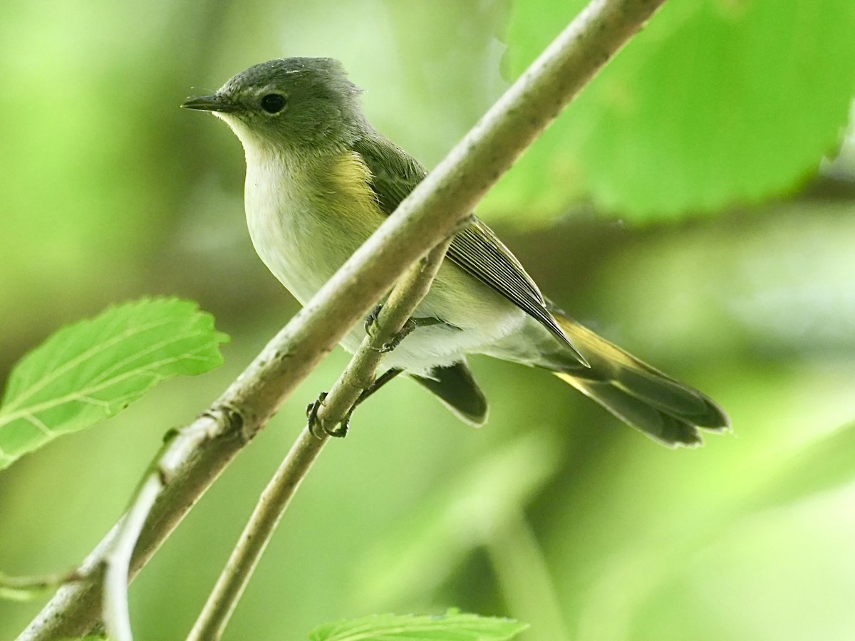 American Redstart - ML291236731