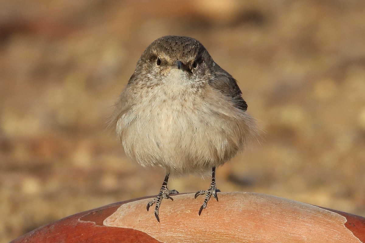 Rock Wren - ML291238131