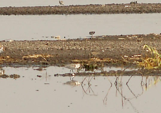 Bécasseau sanderling - ML29124001