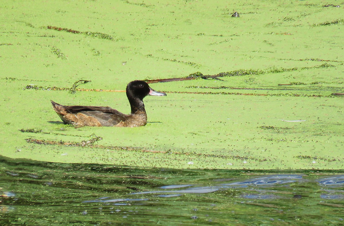 Black-headed Duck - ML291240461